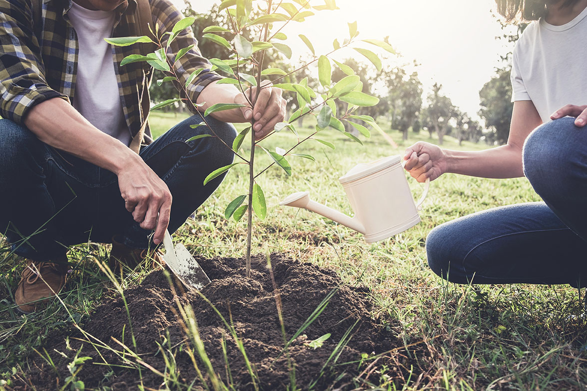 Planting tree_CSR